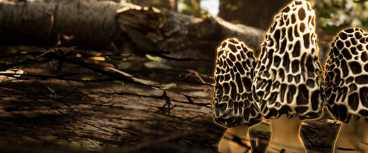 Morels: The Hunt 2